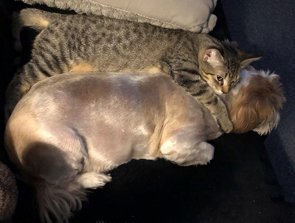 A gray striped cat cuddles a fluffy napping dog.
